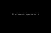 Desarrollo de embrión y feto