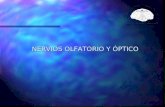 NERVIOS OLFATORIO Y ÓPTICO