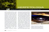 Informe Herpetologia 2011