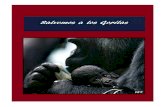 Salvemos Los Gorilas