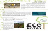 Eco Notas n. 31