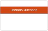 HONGOS MUCOSOS