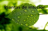 PLANTAS DE INTERIO 2011-2012