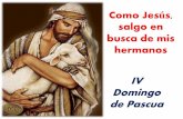 IV Domingo Pascua