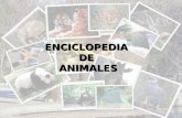 Enciclopedia de animales de tercer grado