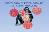 Morfología y Fisiología de la fibra Muscular