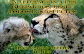 La afectación a los guepardos