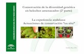 Conservación de la diversidad genética en helechos amenazados. La experiencia andaluza (II)