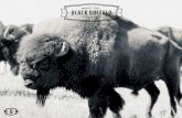 Brochure Black Buffalo Estudio