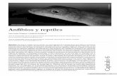 Capítulo 6 Anfibios y reptiles