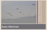 Aves Marinas - Viña del Mar - Chile