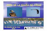 Aves de la Bahia de Cádiz