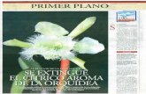 Al Rescate de la Flor Nacional: Se Extingue El Cítrico Aroma de la Orquídea