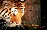 Folleto Tigre siberiano