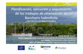 Planificación, ejecución y seguimiento de los trabajos de erradicación de Baccharis halimifolia