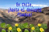 Chile, una vision tremenda
