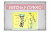 ideas básicas sistema nervioso