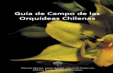 Orquídeas Chilenas: Guia de Campo