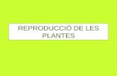 Reproducció de les plantes