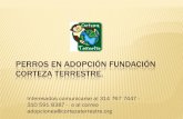 Perros en adopción fundación corteza terrestre