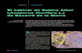 Sabina albar / Juniperus thurifera