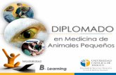 Diplomado Medicina de Animales Pequeños UC Temuco