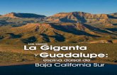 Newsletter Sierras la Giganta y Guadalupe