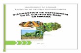 Diagnostico de Deficiencia en el Cultivo de Maíz, en Panamá