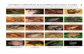 Anfibios y reptiles del cutucu ecuador
