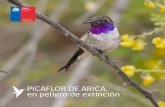 Picaflor de  Arica  Chile en  Peligro Extinción