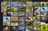 Guía Visual básica de iniciación a las pequeñas aves del bosque