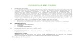COSECHA DE CAÑA  .docx