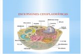 inclusiones citoplasm