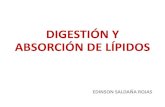 001-Digestión y Absorción de Lípidos