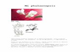 Guia de Phalaenopsis