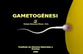 Clase Gametogénesis I
