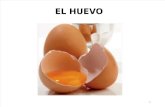 CLASE 15 Huevos