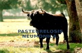 Pasteurelosis Neumonica