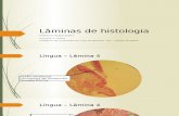 Lâminas de Histologia S2M4