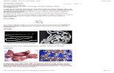 Taeniosis o Teniasis - Recursos en Parasitología - Unam (Checked)