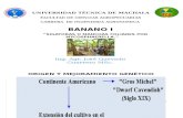 Importancia del cultivo de Banano en el Ecuador