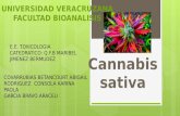 Exposicion de Cannabis Sativa Toxicologia