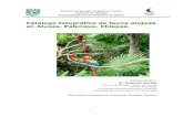 Vegetacion Palenque