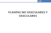 Presentacion Plantas No Vasculares y Vasculares