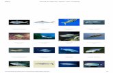 Peces del mar mediterraneo - Especies - Peces - Invertebrados.pdf