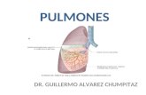 (22) Pulmones