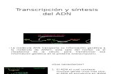 Transcripcion, Traduccion Del ADN