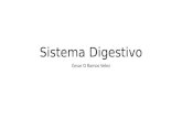Sistema Digestivo Cesar O Ramos Velez. Descripción del Sistema es aquello vinculado a la digestión (el proceso de digerir: transformar la comida en sustancias.