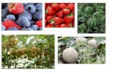 Agricultura Zona Norte (XV a IV regiones): Cultivos característicos:  siembra de parronales (vid) destinada a la producción de vino y uva de mesa