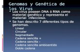 Genomas y Genética de los Virus  Los virus poseen DNA ó RNA como material genético y representa el material infeccioso.  Se han descrito 7 diferentes.